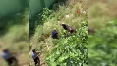 Küçükçekmece'de kaçan danaya sopayla müdahale: Vatandaşlar şiddete başvurdu!