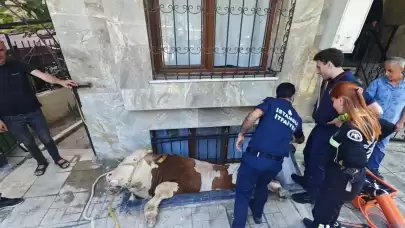 Bahçelievler'de Kurtarılan Kurtarılan Kurbanlık Boğa Olayı Kamerada!