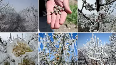 Don 21 Milyarı Götürdü