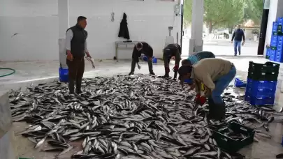 Muğla Mayıs Ayında İhracatını Yüzde 11 Artırarak 117 Milyon Dolara Çıkardı