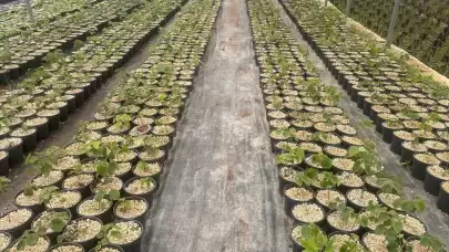 Uludağ Eteklerinde Yenilik: Dünyaya Açılmayı Hedefleyen Kooperatif Başarıya Ulaşıyor