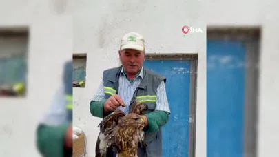 Kanatlarına Asfalt Bulaşan Şahini Muhtar Kurtardı