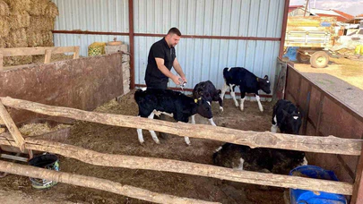 Afyonkarahisar’da Hayvan Sağlığı İçin Harekete Geçildi: Şap Aşılaması Başladı