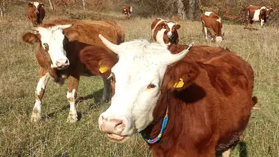 Tarım Bakanlığı Uyardı: Aşısız Hayvanlara Sevk Yasağı Hayvancılıkta Alarm
