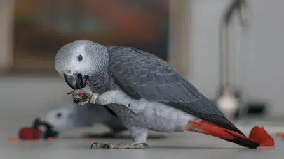 Valizlerden 20 Canlı Papağan Çıktı: İstanbul’da Kaçak Yaban Hayvanı Alarmı