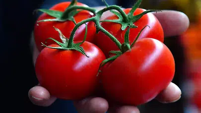 Ankara’dan Dünyaya Lezzet Zaferi: Ayaş Domatesi İtalya’ya Rakip Oldu