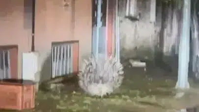 Ege’de Şaşırtan Görüntü: Şehir Merkezinde Nesli Tükenme Tehlikesindeki Oklu Kirpi