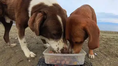 Oyuncak Arabayı İyiliğe Dönüştürdü: Sokak Hayvanları İçin Yaptığı Hareket Görenleri Duygulandırdı