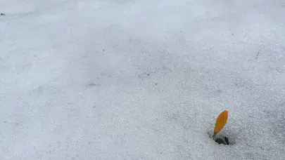 Simav Gölcük Yaylası’nda Karda Açan Çiğdemler Baharın Müjdecisi Oldu