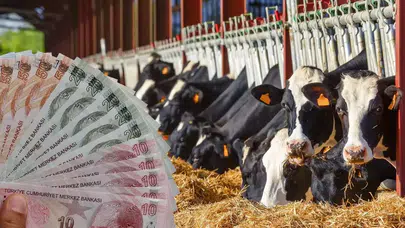 TÜİK 2025 Verileri Açıklandı: Türkiye’de En Çok Büyükbaş Hayvan Konya’da