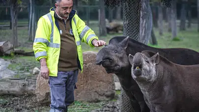 Bursa Hayvanat Bahçesi Tapirleri Kış Aylarında Meyve Kokteyliyle Besleniyor