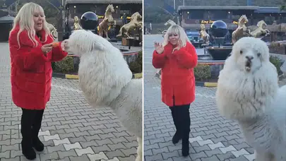 Safiye Soyman Çiftlikte Alpaka ile Eğlenceli Anlar Yaşadı: Yüzüne Tükürdü