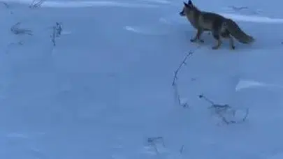 Sivas’ta Yoğun Kar ve Soğuk Hava Yabani Hayvanları Şehre İndirdi
