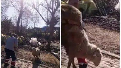 Köyde Koçla Güreşen 51 Yaşındaki Dünya Şampiyonu, Sosyal Medyayı Salladı