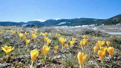 Sarı ve Mor Çiğdemlerle Kaplanan Bolu Yaylasında Bahar Şenliği