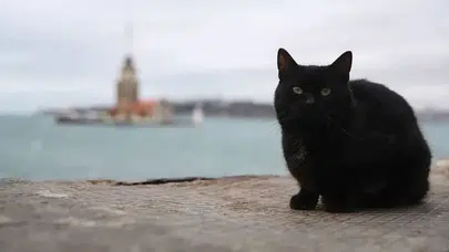 Farkında Olmadan Hayatınızı Etkileyen Batıl İnançlar Kara Kedi, Tuz ve Köprü…