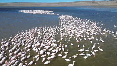 Yozgat Gelingüllü Barajı’nda Flamingolar İçin 24 Saat Jandarma Gözetimi Başladı