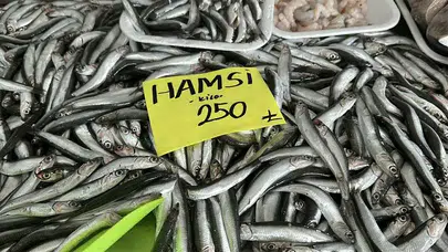 Denizlerde Sessiz Kriz: Hamsi Bolluğu Neden Felakete Dönüştü