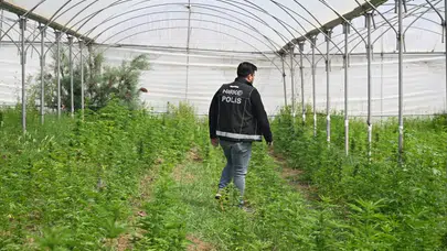 Tarsus’ta Dev Operasyon: Serada 5 Bin 560 Kök Kenevir Ele Geçirildi
