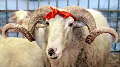 2026 Kurban Bayramı Tatili Kaç Gün Olacak