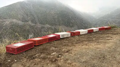 Kafeslerden Çıkıp Özgürlüğe Uçtular! Hatay'da Duygulandıran Görüntüler