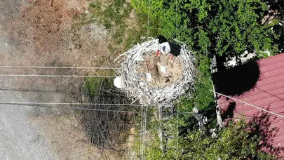 23 Yıllık Vefa! Erzincan'daki Leylek Ailesinin Sıra Dışı Yolculuğu