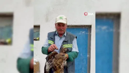 Kanatlarına Asfalt Bulaşan Şahini Muhtar Kurtardı