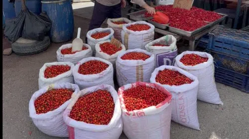 Kuşburnunda Bolluk Fiyatları Yarıladı
