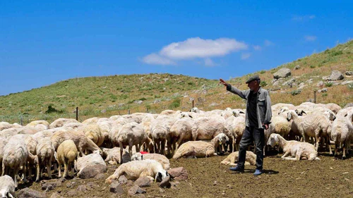 Malatya’da 35 Yıllık Su Çilesi Sona Erdi! Yaylaya Su Geldi