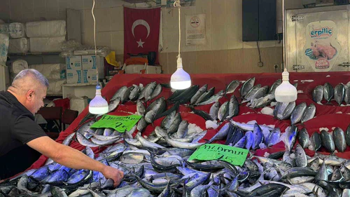 Palamut Bolluğu Fiyatları Düşürdü: Tanesi 75 Lira