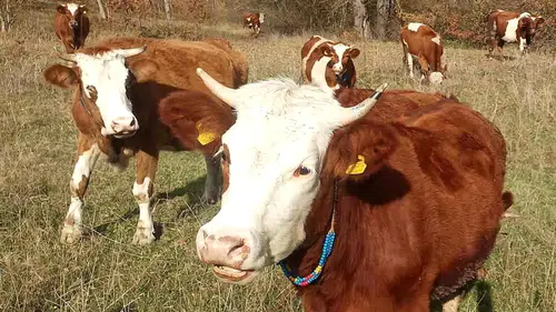 Tarım Bakanlığı Uyardı: Aşısız Hayvanlara Sevk Yasağı Hayvancılıkta Alarm