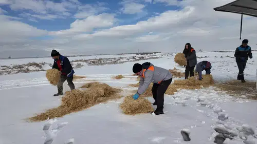 Kayseri’de Kar Sonrası Sokak Hayvanları ve Yılkı Atları İçin Yemleme Çalışması