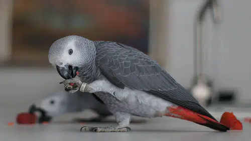 Valizlerden 20 Canlı Papağan Çıktı: İstanbul’da Kaçak Yaban Hayvanı Alarmı