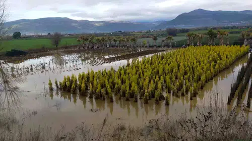 Bir Gecede Her Şeyini Kaybettiler: İzmir’de Sel Tarımı ve Hayvancılığı Vurdu