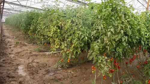 Aksu’da Sağanak, Sel, Hortum ve Dolu Etkili Oldu: 23 Mahalle ve 500 Çiftçi Zarar Gördü