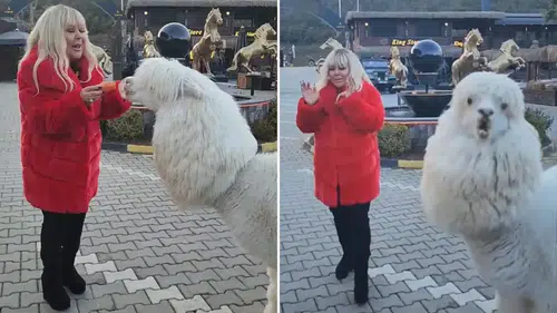 Safiye Soyman Çiftlikte Alpaka ile Eğlenceli Anlar Yaşadı: Yüzüne Tükürdü