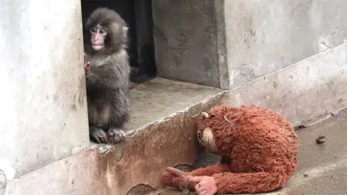 Japonya’da Annesi Tarafından Terk Edilen Yavru Maymun Punch’ın Görüntüleri Viral Oldu