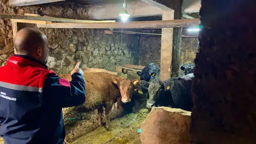 Bayburt Aydıntepe’de Kırsalda Bereket Projesi ile Hayvancılıkta Üretim Artıyor: İthal Angus Irkı Düvelerle Yeni Dönem Başladı