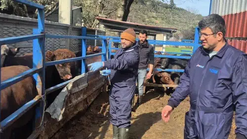 Menteşe’de İthal Besilik Hayvanların Sağlık Kontrolleri Titizlikle Gerçekleştirildi