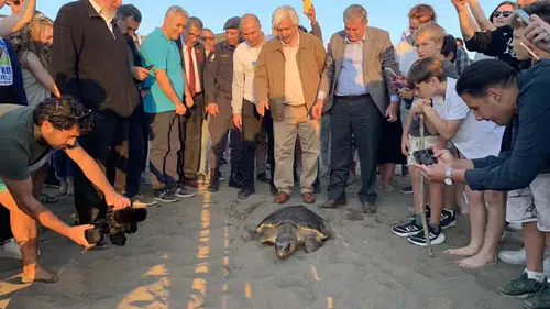 Muğla’da Tedavi Edilen Caretta Caretta ‘Cumhuriyet’ 16 Ayda 11 Bin Km Yol Aldı