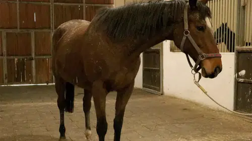 İBB’ye Bağlı Şirketin Safkan Atları Satışta: TMSF’den 24 Mart’ta Kritik İhale