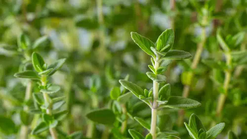 Vücudu Hastalıklardan Koruyan Doğal Şifa:Kekiğin Sırları Ortaya Çıktı