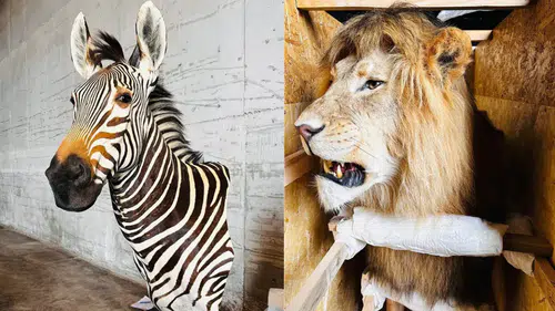 Trabzon Havalimanı’nda Yaban Hayatı Kaçakçılığı Operasyonu: 19 Kargoya El Konuldu”