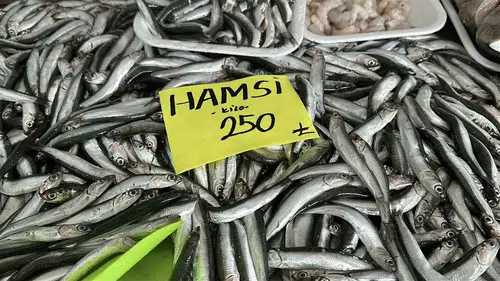 Denizlerde Sessiz Kriz: Hamsi Bolluğu Neden Felakete Dönüştü