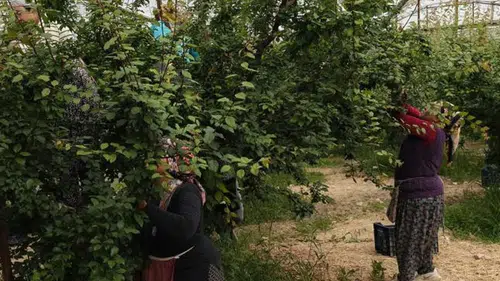 Silifke’de Erik Bolluğu: Fiyatlar Çakıldı, Hasat Hızlandı