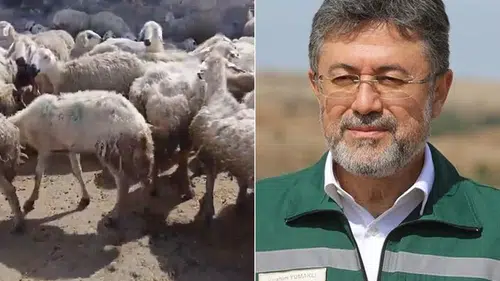 Kars Ani Köyü Meralarında Neler Oluyor? Hayvanların Yün Yediği İddiası ve Bakanlık Açıklaması