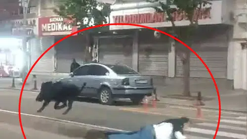 Gece Bir Anda Ortaya Çıktı: Batman’da Yaban Domuzu Saldırısı Şehirde Panik Yarattı