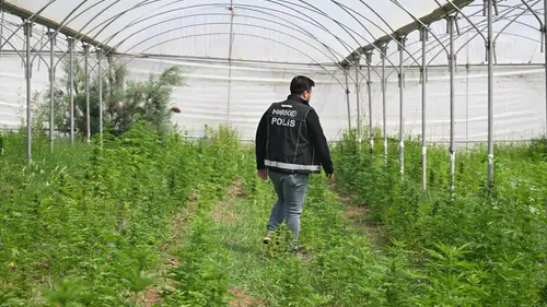 Tarsus’ta Dev Operasyon: Serada 5 Bin 560 Kök Kenevir Ele Geçirildi