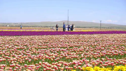 Türkiye’nin en büyük lale tarlası Karaman’da ziyaretçi akınına uğradı: 9 günde 400 bin kişi geldi