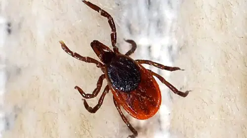 Sivas’ta Kene Şüphesi: 21 Yaşındaki Genç Hayatını Kaybetti